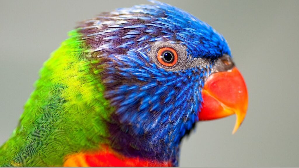 5 Interesting Facts About Parrots