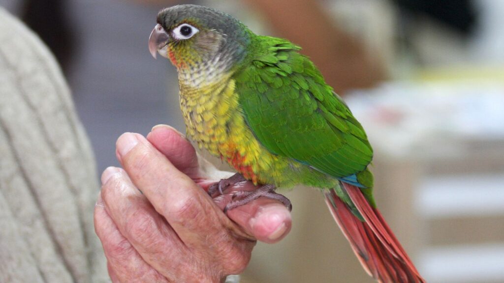 Friendliest Parrot