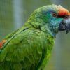 Amazona Bodini Parrot
