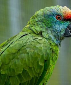 Amazona Bodini Parrot
