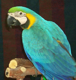 Blue Throated Macaw Parrots