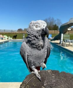 Buy African Grey Parrots Online For Sale