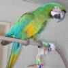Buy Military Macaw Parrots