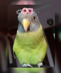 Looking for plum headed parrot online in India? Shop for the best plum headed parrot from our collection of exclusive, customized & handmade products.