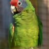 Red Tailed Amazon Parrot