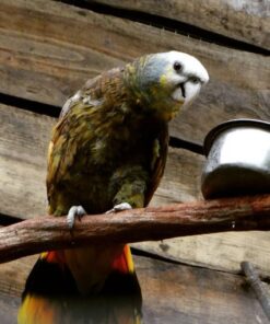 Saint Vincent Amazon Parrots