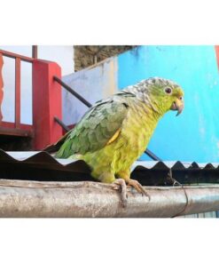 Scaly Naped Amazon Parrot