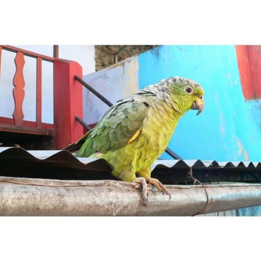 Scaly Naped Amazon Parrot