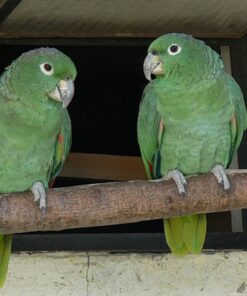 Southern Mealy Amazon Parrot