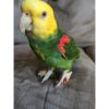 Tres Marias Amazon Parrots