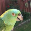 Yellow Napped Amazon Parrot