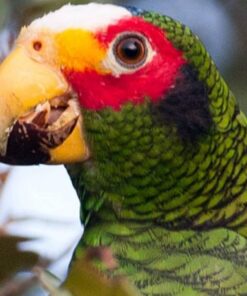 Yuparrotan Amazon Parrot