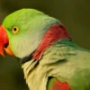 Alexandrine parrot for adoption