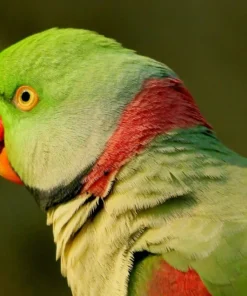 Alexandrine parrot for adoption