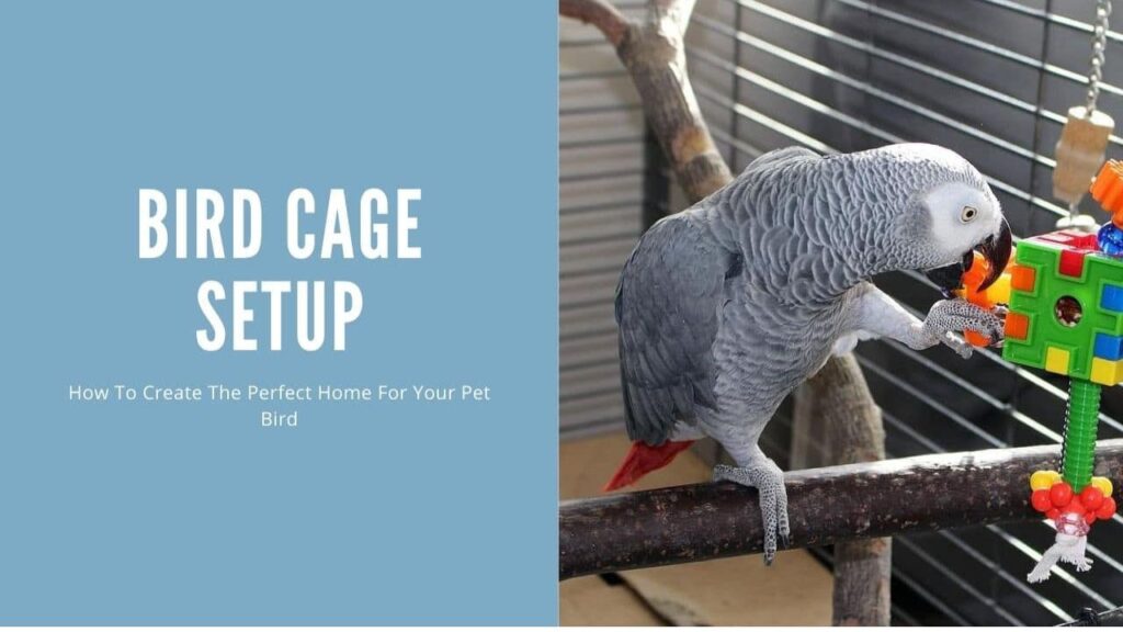 Bird Cage Setup Ideas